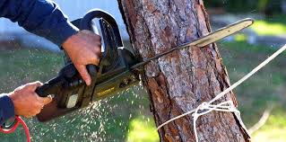 Best Tree Trimming and Pruning  in Ocilla, GA