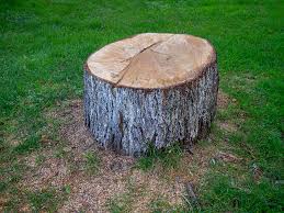 Best Root Management and Removal  in Ocilla, GA