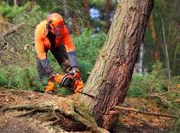 Best Tree Risk Assessment  in Ocilla, GA
