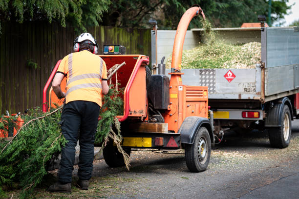 Reliable Ocilla, GA Tree Services Solutions