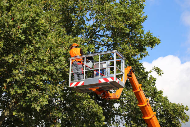 How Our Tree Care Process Works  in  Ocilla, GA