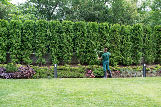 Best Organic Lawn Care Solutions  in Ocilla, GA