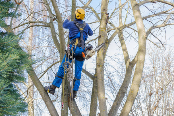 Best Tree Health Inspection  in Ocilla, GA