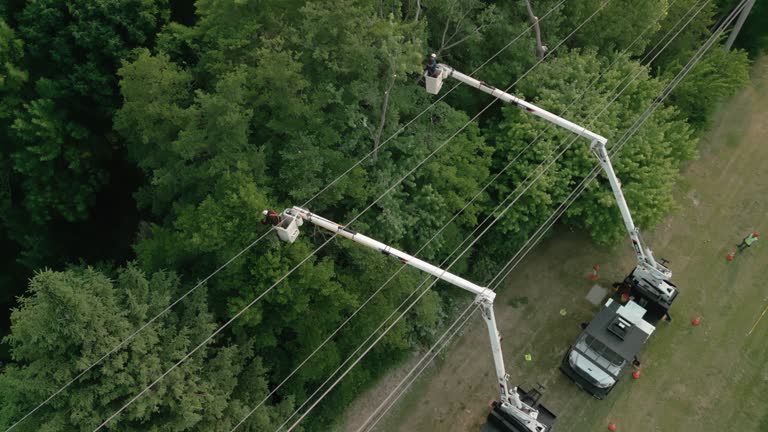 Best Palm Tree Trimming  in Ocilla, GA