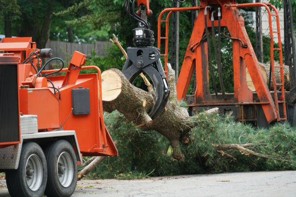 Best Tree Cabling and Bracing  in Ocilla, GA