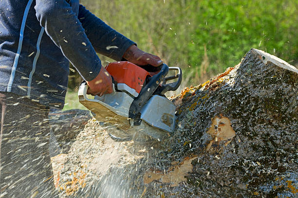 Best Storm Damage Tree Cleanup  in Ocilla, GA